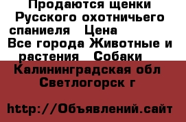 Продаются щенки Русского охотничьего спаниеля › Цена ­ 25 000 - Все города Животные и растения » Собаки   . Калининградская обл.,Светлогорск г.